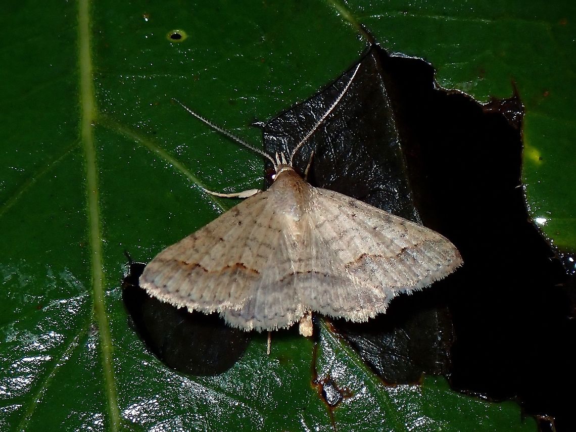 Erebid Moth - Gesonia sp  Coron,Erebid Moth,Gesonia,Gesonia sp,Moth,Palawan,Philippines