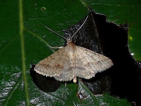 Erebid Moth - Gesonia sp  Coron,Erebid Moth,Gesonia,Gesonia sp,Moth,Palawan,Philippines