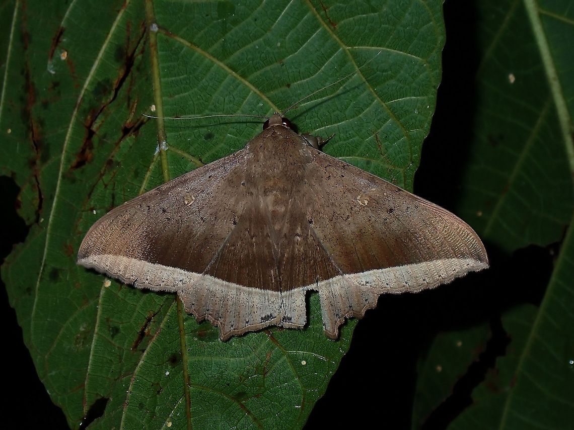 Erebid Moth - Hulodes caranea  Coron,Erebid Moth,Hulodes caranea,Moth,Palawan,Philippines