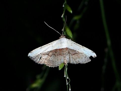 Erebid Moth - Ataboruza sp  Ataboruza,Ataboruza sp,Coron,Erebid Moth,Moth,Palawan,Philippines