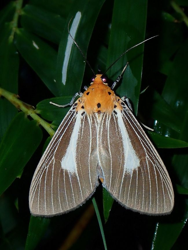 Snouted Tiger Moth - Asota heliconia philippina  Asota heliconia,Asota heliconia philippina,Coron,Moth,Palawan,Philippines,Snouted Tiger Moth,Tiger Moth