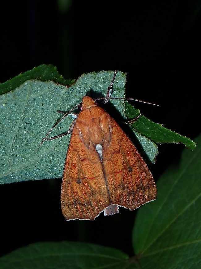 Erebid Moth - Rusicada sp  Coron,Erebid Moth,Moth,Palawan,Philippines,Rusicada,Rusicada sp