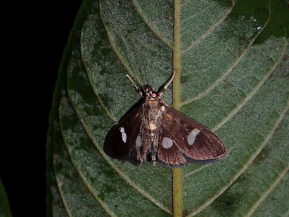 Crambid Moth - Nosophora sp Not definitely sure, but something close to the genus Nosophora. Coron,Crambid Moth,Moth,Nosophora,Nosophora sp,Palawan,Philippines