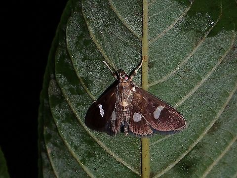Crambid Moth - Nosophora sp Not definitely sure, but something close to the genus Nosophora. Coron,Crambid Moth,Moth,Nosophora,Nosophora sp,Palawan,Philippines