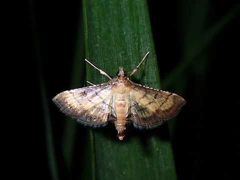 Crambid Moth - Cnaphalocrocis poeyalis  Cnaphalocrocis poeyalis,Coron,Crambid Moth,Moth,Palawan,Philippines