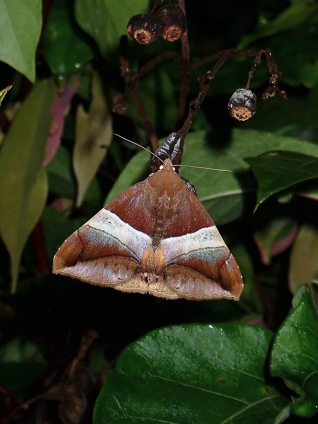 Moth - Bastilla crameri  Bastilla crameri,Coron,Moth,Palawan,Philippines