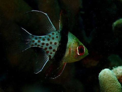 Eyes of Red  Cardinalfish,Coron,Fish,Pajama Cardinalfish,Palawan,Philippines,Sphaeramia nemanoptera