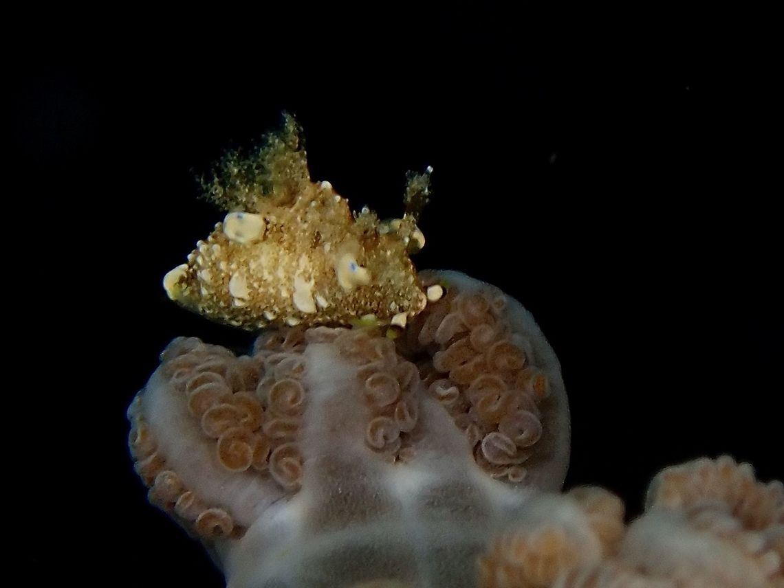 On the Crown This Nudibranch is tiny in size, around 5-6 mm, seen feeding on Xenia Corals.  At the base of this Nudibranch in the picture is the polyp of Xenia Corals. Anilao,Batangas,Nudibranch,Philippines,Trapania palmula