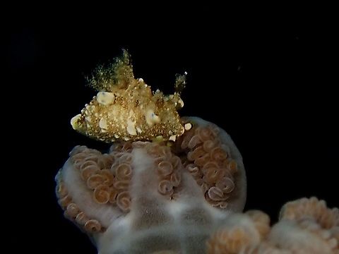 On the Crown This Nudibranch is tiny in size, around 5-6 mm, seen feeding on Xenia Corals.  At the base of this Nudibranch in the picture is the polyp of Xenia Corals. Anilao,Batangas,Nudibranch,Philippines,Trapania palmula