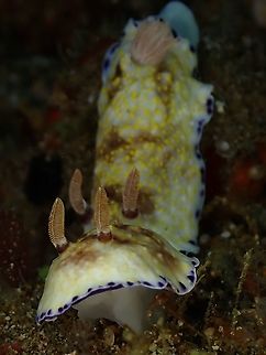 4 Rhinopores! There are 2 Nudibranch here, one was following the other and I tried to take at this angle to give the impression that its just 1 Nudibranch with 4 Rhinopores :D Anilao,Batangas,Goniobranchus rufomaculatus,Nudibranch,Philippines