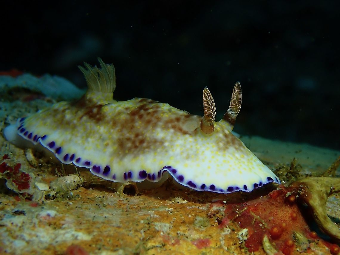 Nudibranch - Goniobranchus rufomaculatus  Anilao,Batangas,Goniobranchus rufomaculatus,Nudibranch,Philippines