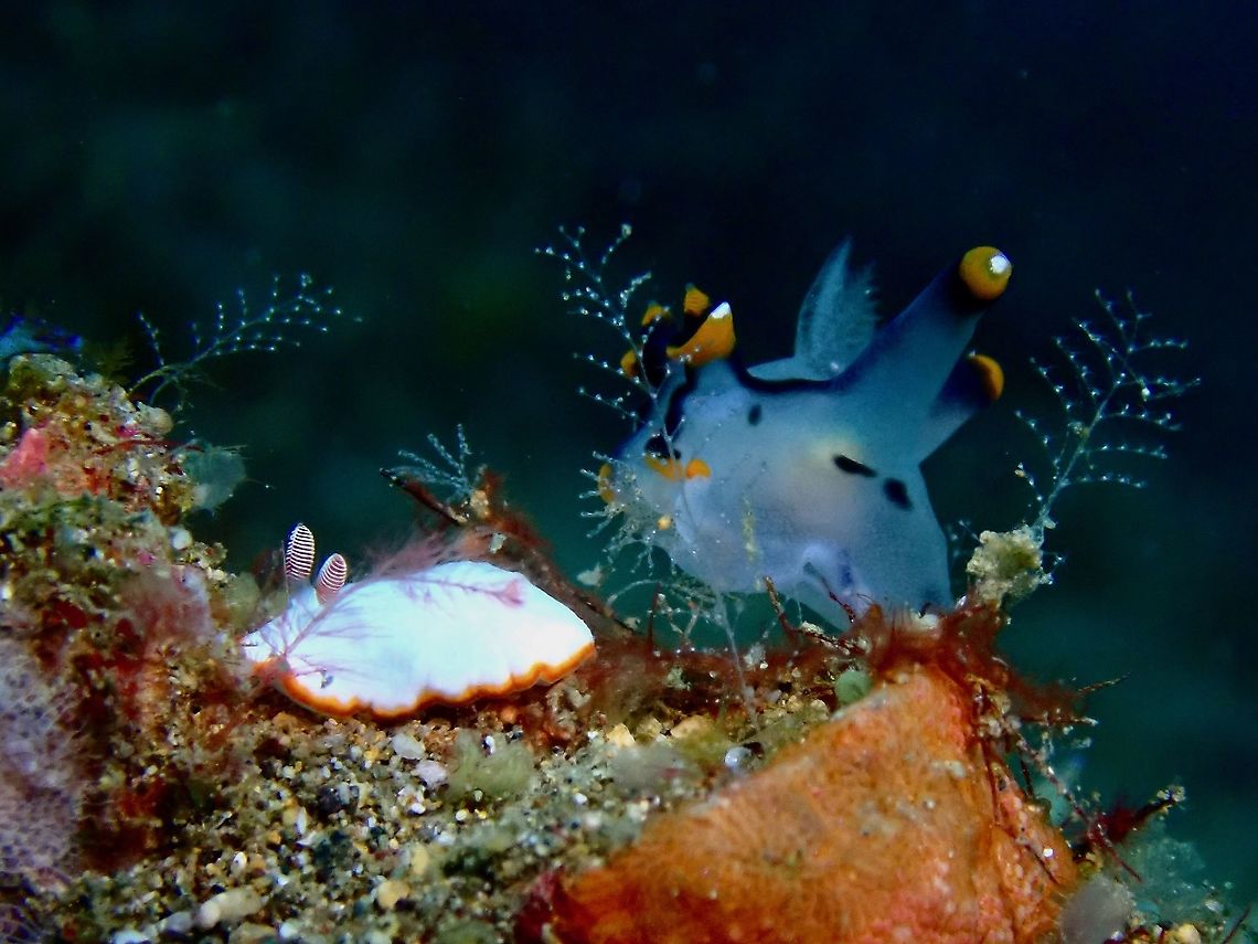 Nudibranch Garden scene 2 different Nudibranch species found close to each other.  The one on the left is Goniobranchus sinensis and the other on the right at the background is Thecacera picta. <br />
<br />
Am setting the ID to Goniobranchus sinensis because there&#039;s only 1 other post of it at JD for now :D Anilao,Batangas,Goniobranchus sinensis,Nudibranch,Philippines