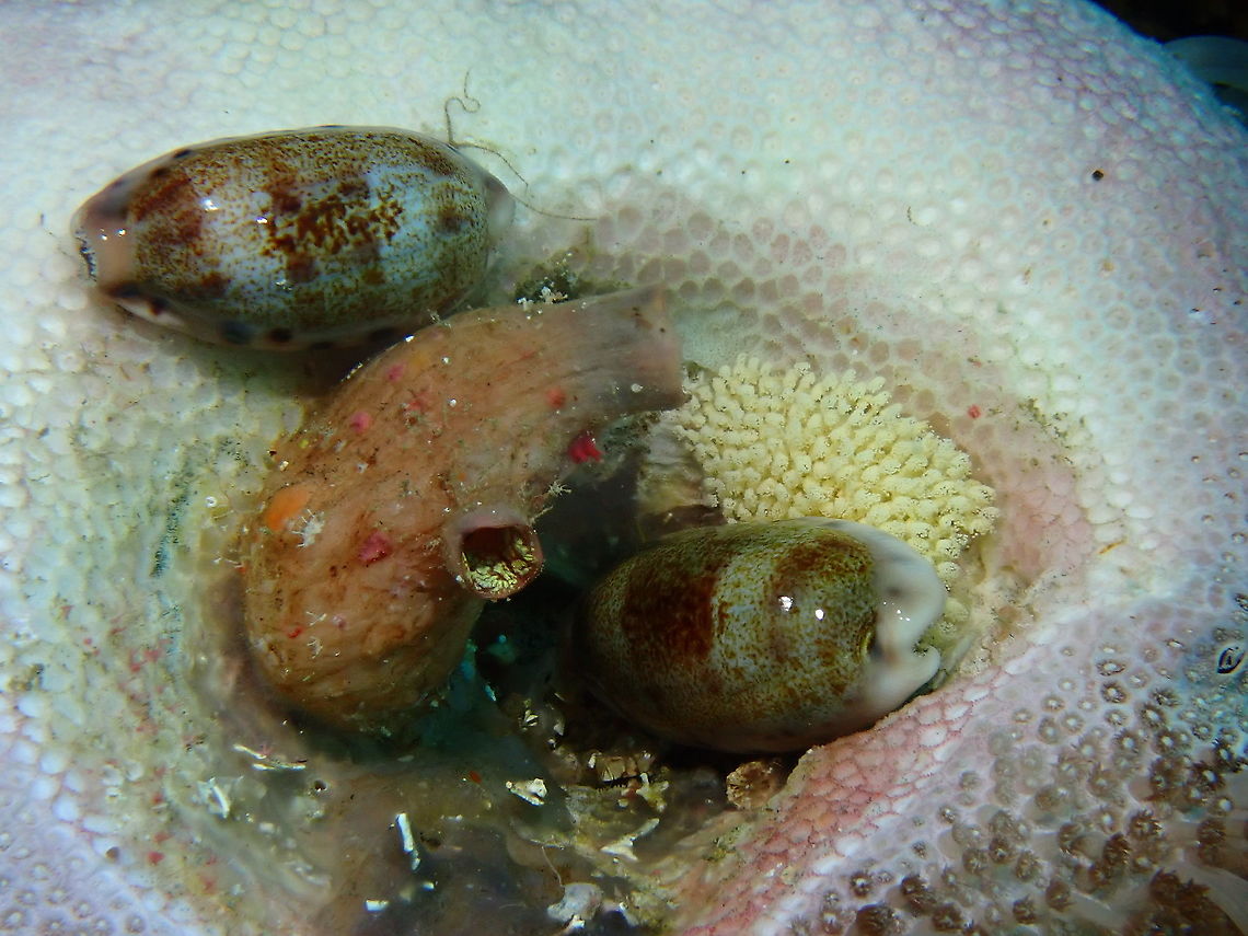 Tapering Cowry Not definitely certain, but looks similar to Tapering Cowry - Talostolida teres, also known as Talostolida teres.<br />
<br />
There are 2 of them in the picture, the one on the right was laying eggs. Anilao,Batangas,Cowry,Philippines,Sea Shells,Talostolida teres,Tapering Cowry
