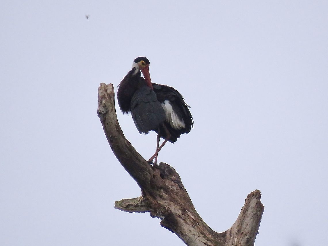 Storm's Stork This sighting of a Storm&#039;s Stork was a big surprise all the more after knowing its listed as Endangered under the IUCN Red List.   <br />
<br />
Their numbers are very small (estimated in the range of 260-330), fragmented population which is very rapidly declining, owing to destruction of lowland forest through logging, dam construction and conversion to oil-palm plantations. Bird,Borneo,Ciconia stormi,Malaysia,Sabah,Stork,Storm's Stork