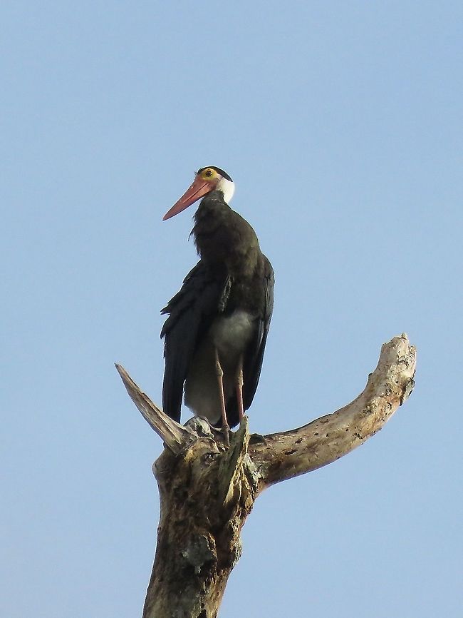 Storm's Stork - Ciconia stormi Saw this Storm's Stork - Ciconia stormi during an early morning river cruise.  It was raining earlier in the morning and this particular individual was seen perched high up on a dead tree sunning and preening its feathers.  It stayed at the same place for a long time and we spend around 30 minutes with it. Bird,Borneo,Ciconia stormi,Malaysia,Sabah,Stork,Storm's Stork