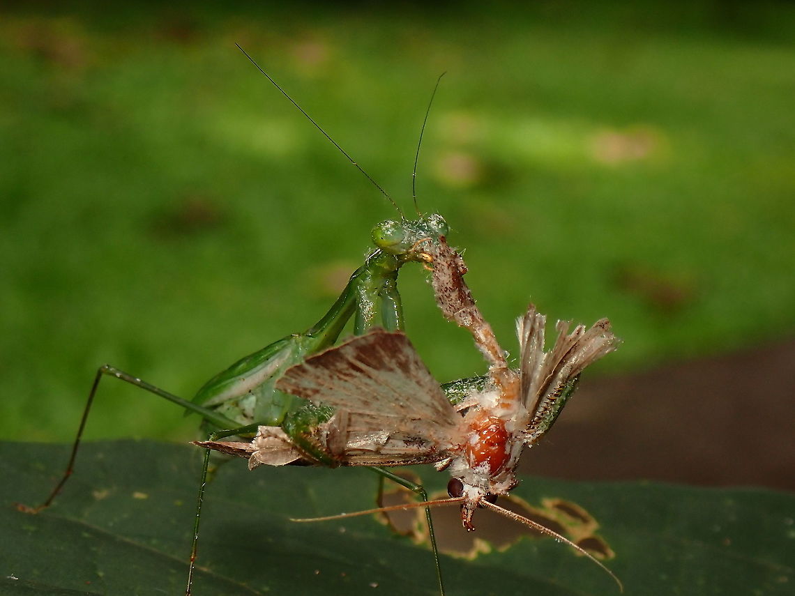 Eaten Alive! This female Gildella suavis Praying Mantis was having a meal of a Moth.<br />
I read that Praying Mantis will only feeds on live insects, not dead ones. Borneo,Gildella suavis,Malaysia,Mantis,Praying Mantis,Sabah