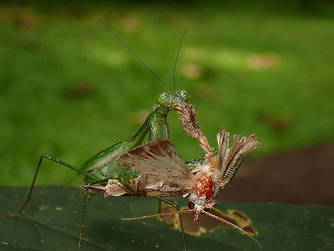 Eaten Alive! This female Gildella suavis Praying Mantis was having a meal of a Moth.
I read that Praying Mantis will only feeds on live insects, not dead ones. Borneo,Gildella suavis,Malaysia,Mantis,Praying Mantis,Sabah