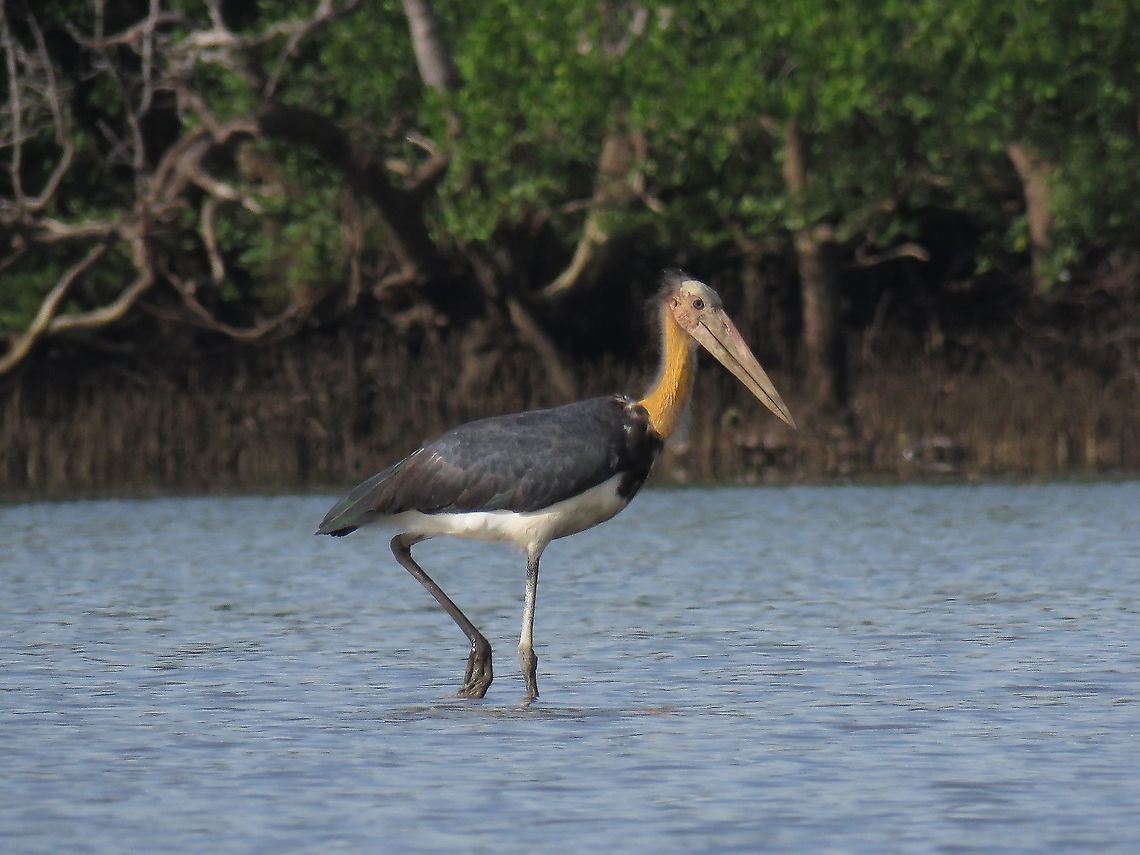 Lesser Adjutant - Leptoptilos javanicus                                 Bird,Borneo,Leptoptilos javanicus,Lesser Adjutant,Malaysia,Sabah