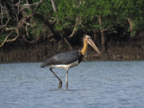 Lesser Adjutant - Leptoptilos javanicus                                 Bird,Borneo,Leptoptilos javanicus,Lesser Adjutant,Malaysia,Sabah