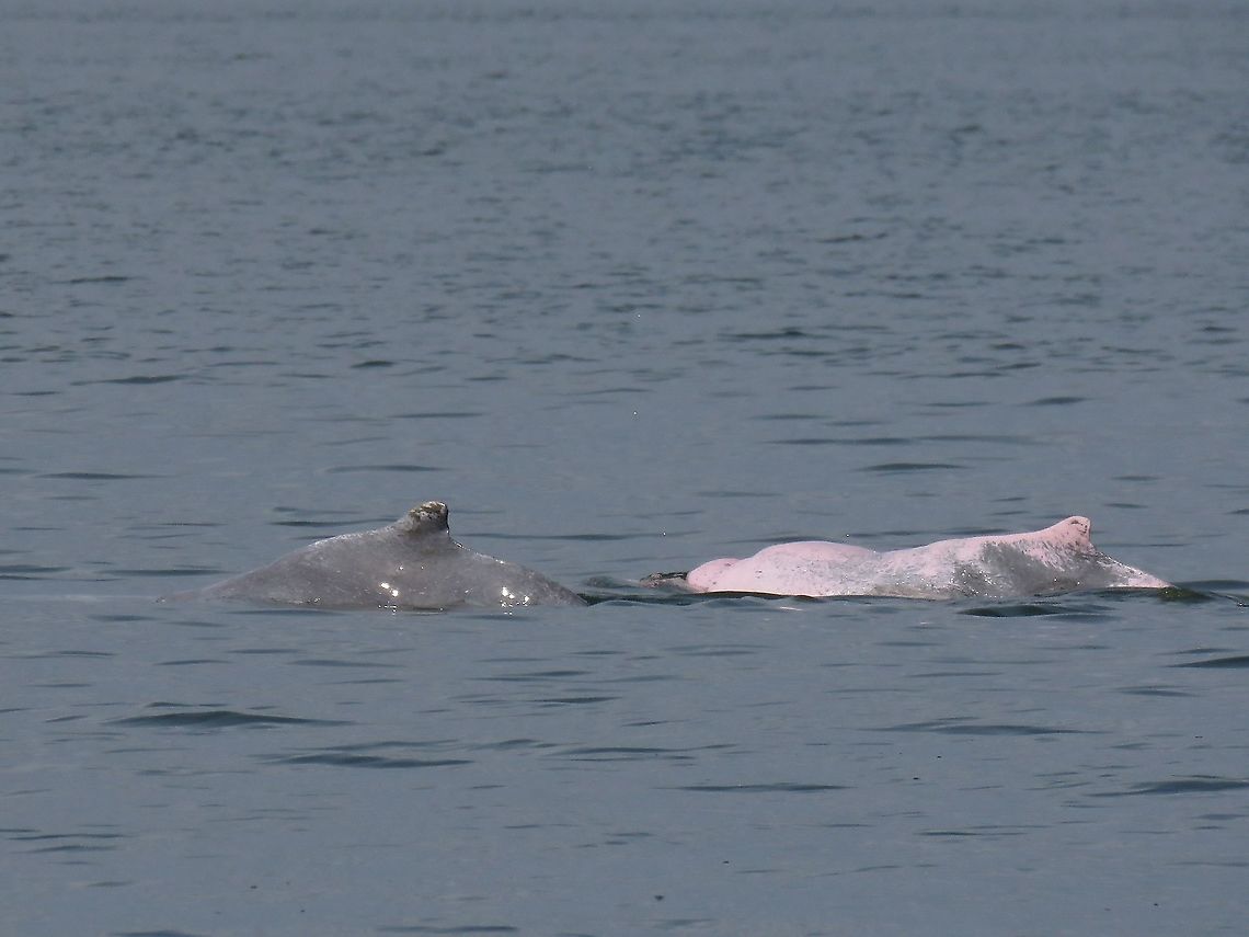 Humpback Dolphins - Sousa chinensis Saw this 2 Indo-Pacific Humpback Dolphins - Sousa chinensis hunting for food, for the whole time we saw them, they were not breaching of have their head above water, unfortunately. Borneo,Dolphins,Humpback Dolphins,Indo-Pacific Humpback Dolphin,Malaysia,Sabah,Sousa chinensis