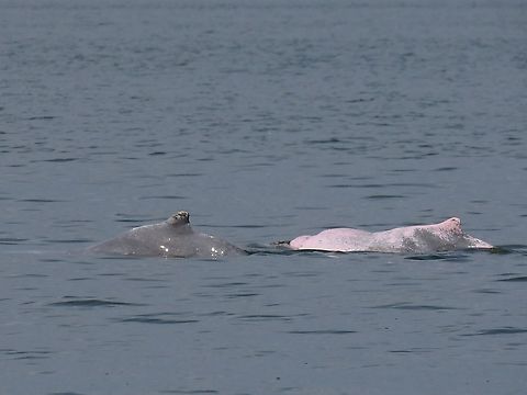 Humpback Dolphins - Sousa chinensis Saw this 2 Indo-Pacific Humpback Dolphins - Sousa chinensis hunting for food, for the whole time we saw them, they were not breaching of have their head above water, unfortunately. Borneo,Dolphins,Humpback Dolphins,Indo-Pacific Humpback Dolphin,Malaysia,Sabah,Sousa chinensis