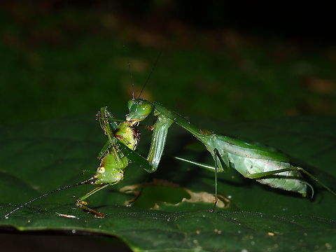 Eaten Alive 2 This female Gildella suavis Praying Mantis having a Grasshopper for a meal. Borneo,Gildella suavis,Malaysia,Mantis,Praying Mantis,Sabah