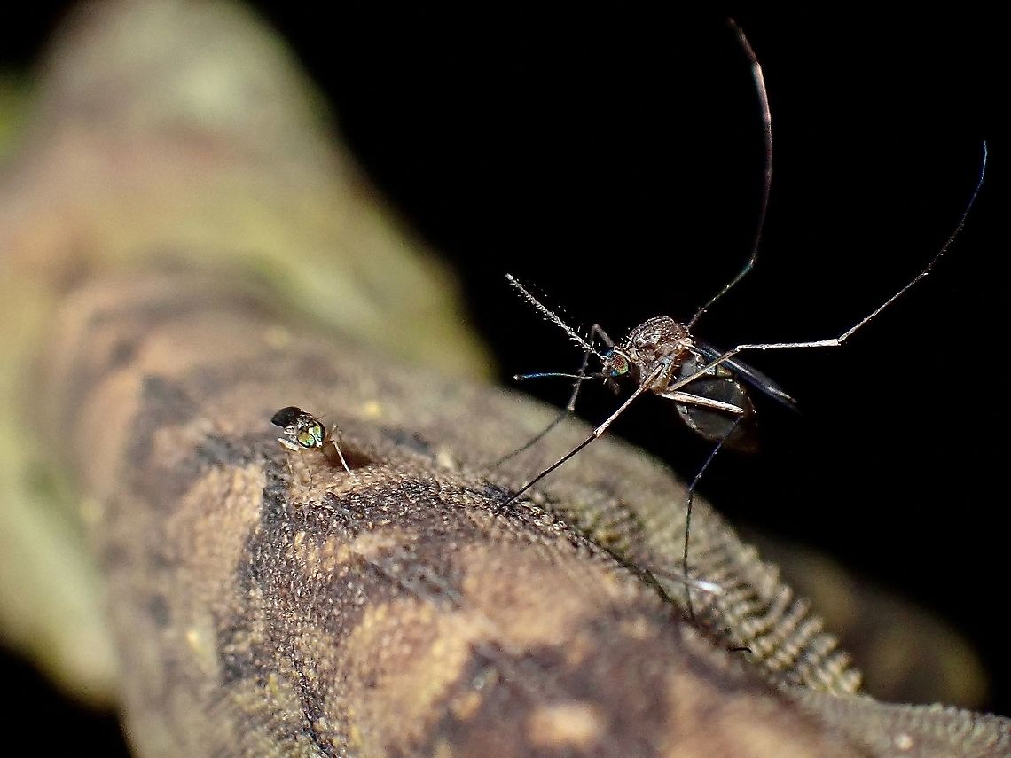 Meal Time Saw this Borneo Anglehead Lizard during a night walk and decided to take a closer look as from previous experience, sometimes, they have Mosquitoes feeding on them.  And true enough, I saw a Mosquitto, which was fairly small in size.  But at that time, I didn&#039;t even noticed there was a tinier fly feeding or resting on it too!<br />
<br />
Have no idea the species name of the Mosquito and the Fly. Borneo,Fly,Lizard,Malaysia,Mosquito,Sabah