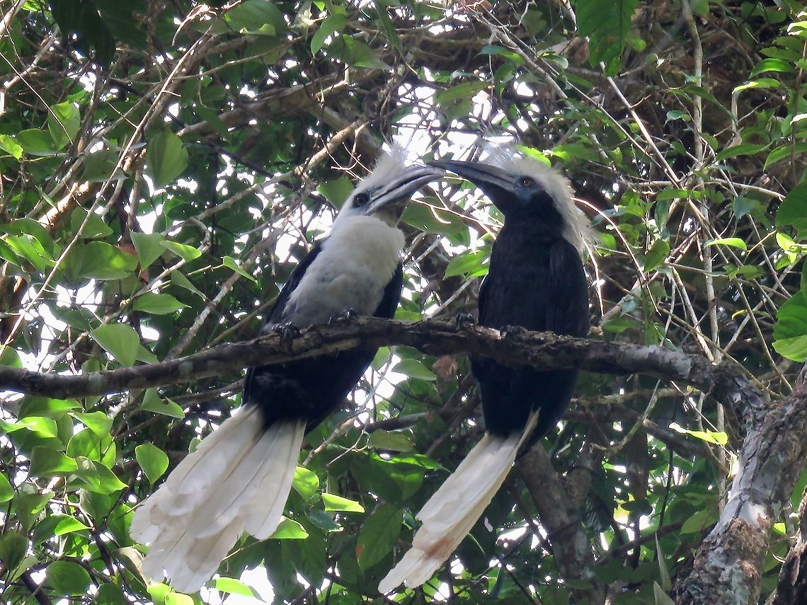 Kissing Hornbills The male White-Crowned Hornbill - Berenicornis comatus (L) was showing the female some affections.<br />
<br />
Not the most impressive among the Hornbill species, but still a treat to see them.<br />
They are listed as Endangered under the IUCN Red List due to habitat loss. Berenicornis comatus,Bird,Borneo,Hornbill,Malaysia,Sabah,White-Crowned Hornbill