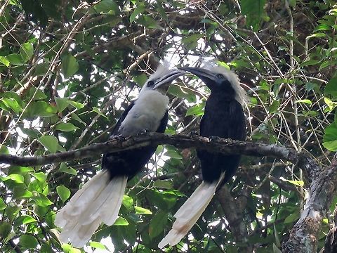 Kissing Hornbills The male White-Crowned Hornbill - Berenicornis comatus (L) was showing the female some affections.

Not the most impressive among the Hornbill species, but still a treat to see them.
They are listed as Endangered under the IUCN Red List due to habitat loss. Berenicornis comatus,Bird,Borneo,Hornbill,Malaysia,Sabah,White-Crowned Hornbill