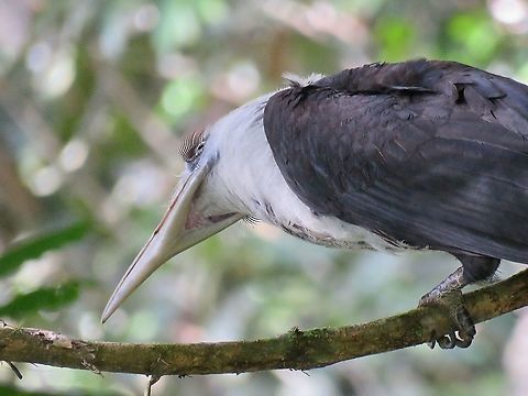 Check out his Eyelashes A male White-Crowned Hornbills - Berenicornis comatus looking for food. Berenicornis comatus,Bird,Borneo,Hornbill,Malaysia,Sabah,White-Crowned Hornbill