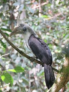 White-Crowned Hornbills - Berenicornis comatus                                 Berenicornis comatus,Bird,Borneo,Hornbill,Malaysia,Sabah,White-Crowned Hornbill
