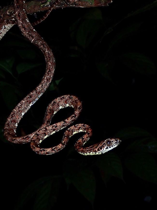 Jasper Cat Snake - Boiga jaspidea  Boiga jaspidea,Borneo,Cat Snake,Jasper Cat Snake,Malaysia,Sabah,Snake