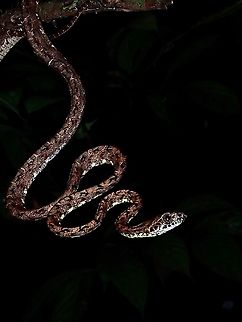 Jasper Cat Snake - Boiga jaspidea  Boiga jaspidea,Borneo,Cat Snake,Jasper Cat Snake,Malaysia,Sabah,Snake