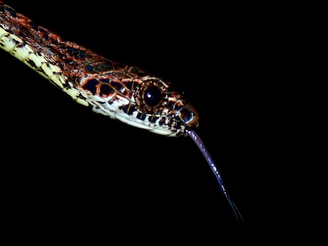 Sticky Tongue  Boiga jaspidea,Borneo,Cat Snake,Jasper Cat Snake,Malaysia,Sabah,Snake
