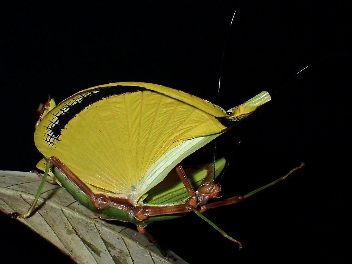 Brimming with <3 This female Phasmid of the species Eurynecroscia nigrofasciata was flaring up her wings in a defensive posture when her wings were &#039;caught&#039; by her own legs, making it looks like she is holding up her wings and taking a bow :D Borneo,Eurynecroscia nigrofasciata,Malaysia,Phasmid,Sabah,Stick Insect,Yellow Umbrella Stick Insect