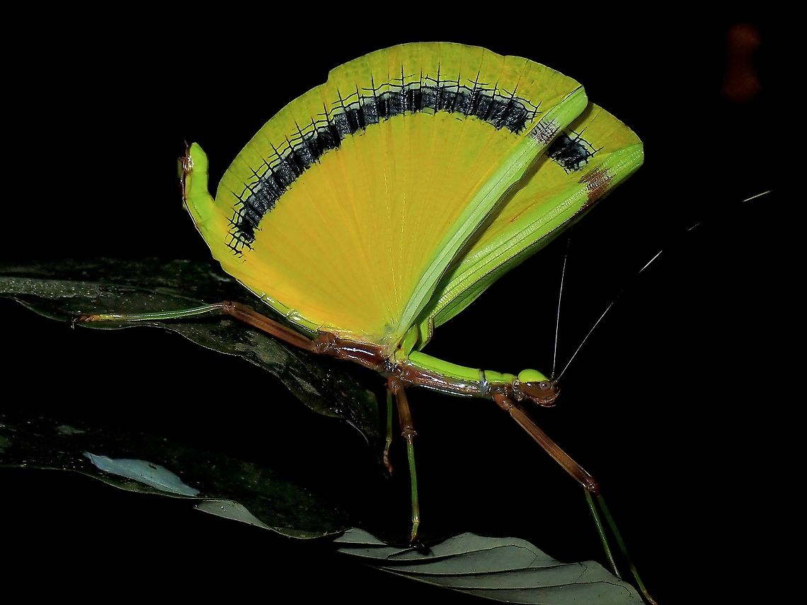 Yellow Umbrella Stick Insect This female Phasmid of the species Eurynecroscia nigrofasciata is fondly known as Yellow Umbrella Stick Insect for her impressive and bright yellow wings which she flares up as defensive posture. Borneo,Eurynecroscia nigrofasciata,Malaysia,Phasmid,Sabah,Stick Insect,Yellow Umbrella Stick Insect