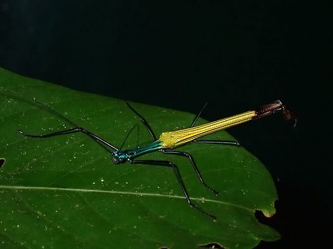 Eurynecroscia nigrofasciata - Yellow Umbrella Stick Insect Male Phasmid of the species Eurynecroscia nigrofasciata, much smaller in size than the female, but equally colourful. Borneo,Eurynecroscia nigrofasciata,Malaysia,Phasmid,Sabah,Stick Insect,Yellow Umbrella Stick Insect