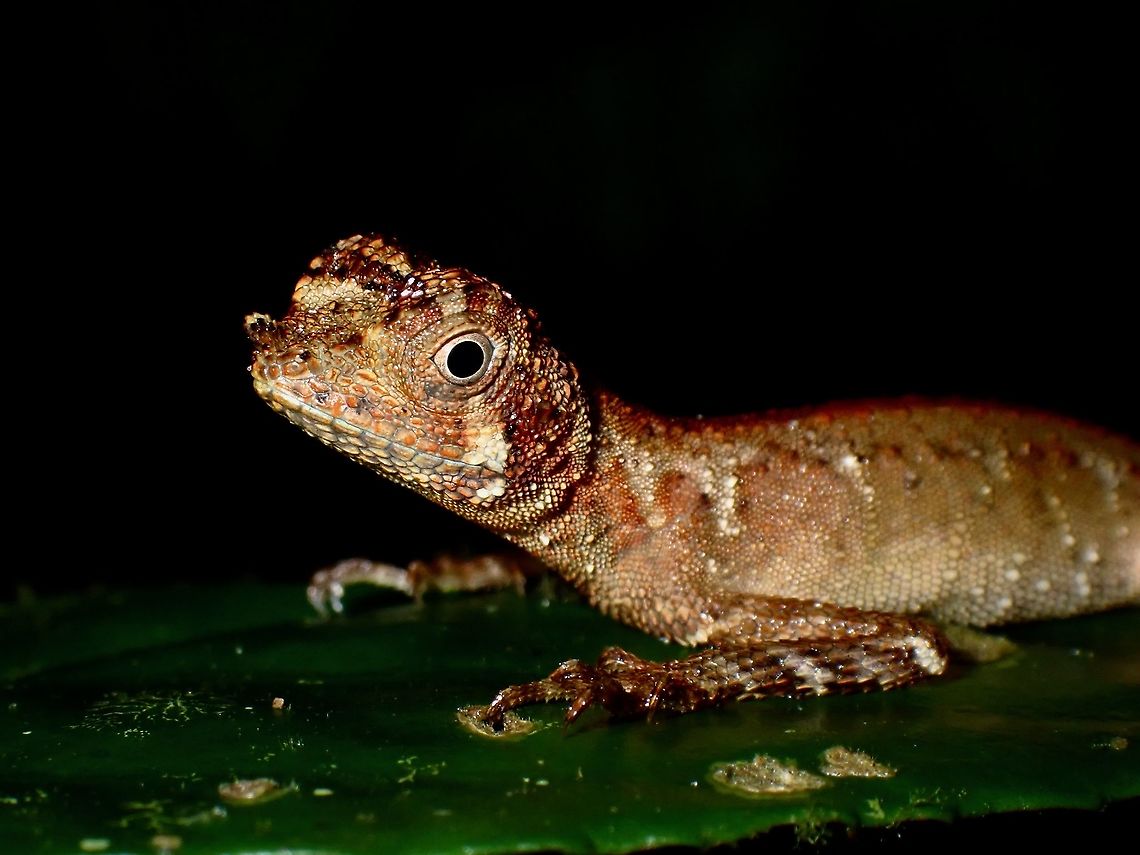 Ornate Earless Agama - Aphaniotis ornata At a glance, it looks like the more common Earless Agamid - Aphaniotis fusca, but this Ornate Earless Agaman -Aphaniotis ornata has an small appendage on its snout.  This structure is probably used for communication : in males this feature is conical and in females it is flat. <br />
  Aphaniotis ornata,Borneo,Lizard,Malaysia,Sabah