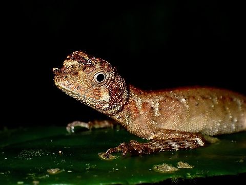 Ornate Earless Agama - Aphaniotis ornata At a glance, it looks like the more common Earless Agamid - Aphaniotis fusca, but this Ornate Earless Agaman -Aphaniotis ornata has an small appendage on its snout.  This structure is probably used for communication : in males this feature is conical and in females it is flat. 
  Aphaniotis ornata,Borneo,Lizard,Malaysia,Sabah