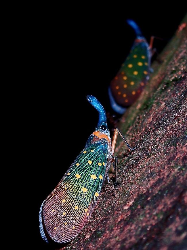 Lanternbugs - Pyrops whiteheadi  Borneo,Lanterbugs,Malaysia,Pyrops whiteheadi,Sabah