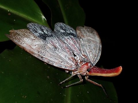 Lanternbug -Pyrops sultana  Borneo,Lanternbug,Malaysia,Pyrops sultana,Sabah