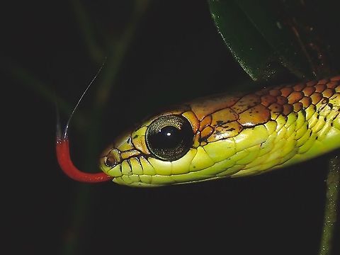 Flicking its Tongue  Borneo,Bronzeback,Bronzeback Snake,Dendrelaphis formosus,Elegant Bronzeback,Elegant Bronzeback Snake,Malaysia,Sabah,Snake