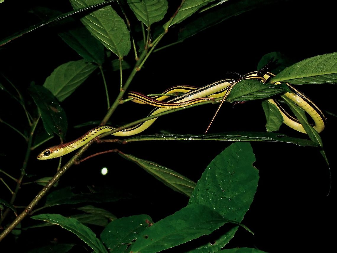 Elegant Bronzeback Snake - Dendrelaphis formosus  Borneo,Bronzeback,Bronzeback Snake,Dendrelaphis formosus,Elegant Bronzeback,Elegant Bronzeback Snake,Malaysia,Sabah