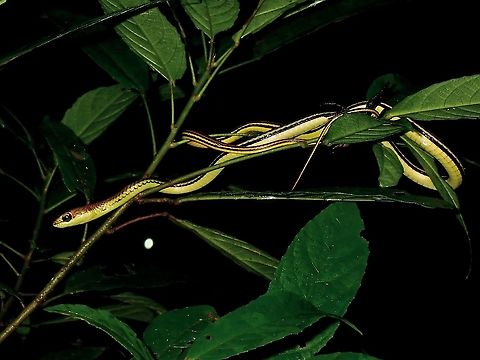 Elegant Bronzeback Snake - Dendrelaphis formosus  Borneo,Bronzeback,Bronzeback Snake,Dendrelaphis formosus,Elegant Bronzeback,Elegant Bronzeback Snake,Malaysia,Sabah