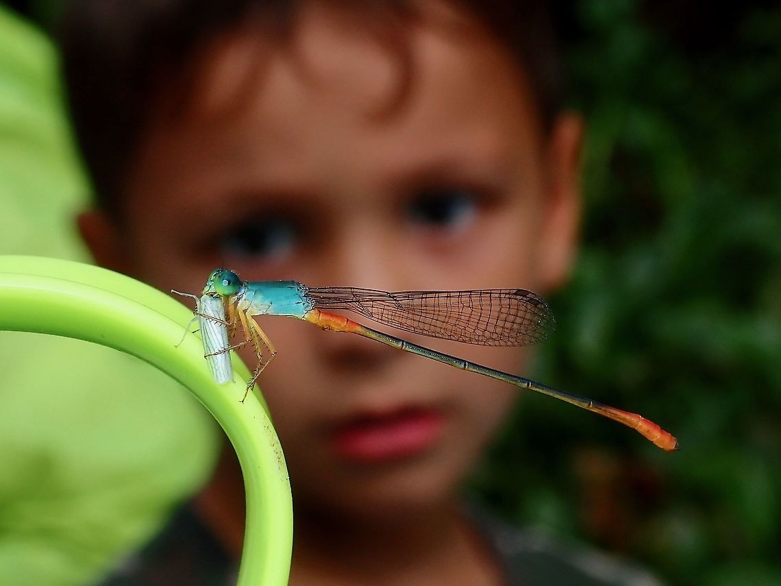 Scary watching a Beauty eating! This Bi-coloured Damsel - Ceriagrion cerinorubellum seems to be a beauty but can be scary to kids when they are seen eating other bugs! Bi-coloured Damsel,Borneo,Ceriagrion cerinorubellum,Damselfly,Malaysia,Sabah