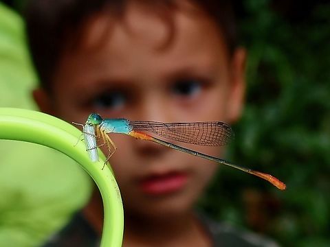 Scary watching a Beauty eating! This Bi-coloured Damsel - Ceriagrion cerinorubellum seems to be a beauty but can be scary to kids when they are seen eating other bugs! Bi-coloured Damsel,Borneo,Ceriagrion cerinorubellum,Damselfly,Malaysia,Sabah