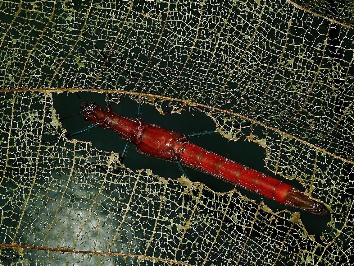 I'm SHY A female Stick Insect/Phasmid of the species Calvisia fordae, resting on a well eaten Macaranga leaf. Borneo,Calvisia,Calvisia fordae,Malaysia,Phasmid,Sabah,Stick Insect