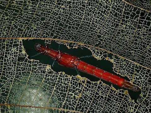 I'm SHY A female Stick Insect/Phasmid of the species Calvisia fordae, resting on a well eaten Macaranga leaf. Borneo,Calvisia,Calvisia fordae,Malaysia,Phasmid,Sabah,Stick Insect