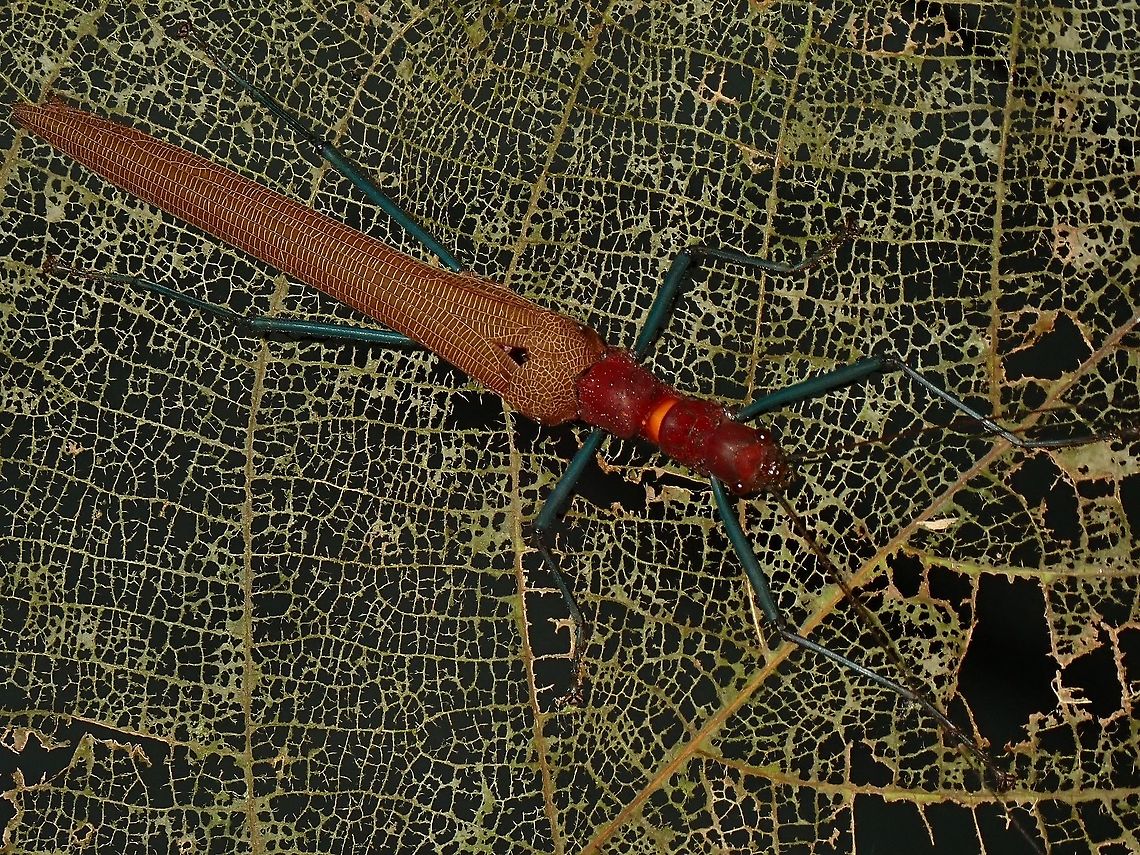 Phasmid - Calvisia fordae Female Phasmid of the species Calvisia fordae. Borneo,Calvisia fordae,Malaysia,Phasmid,Sabah,Stick Insect