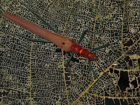 Phasmid - Calvisia fordae Female Phasmid of the species Calvisia fordae. Borneo,Calvisia fordae,Malaysia,Phasmid,Sabah,Stick Insect